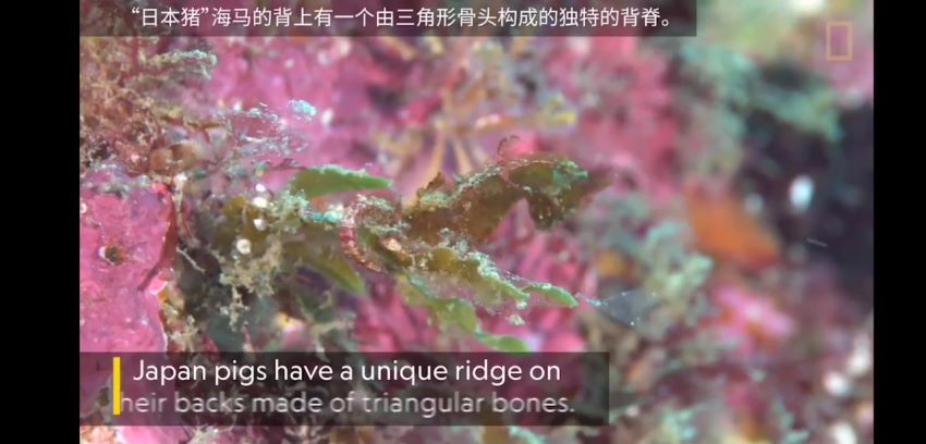 小灯塔学堂：国家地理-海洋探秘特辑，网盘下载(626.84M)