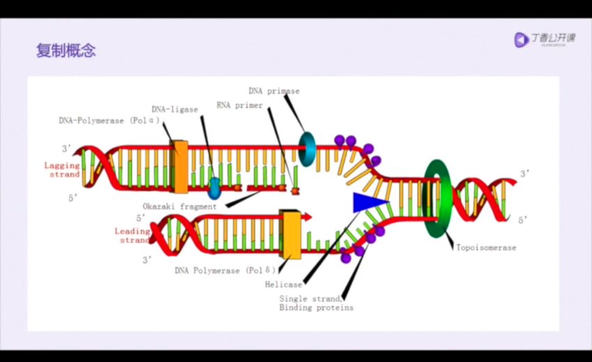 丁香公开课：PCR合集，网盘下载(878.02M)